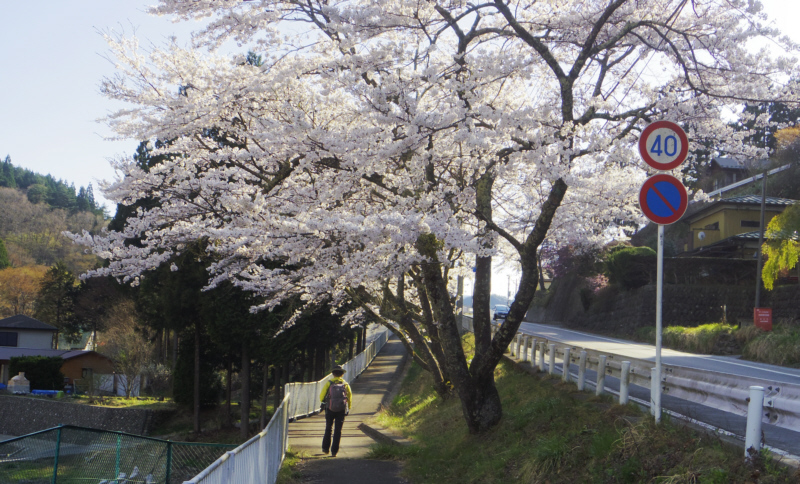 ���J�̃T�N���̉���i�݂܂�