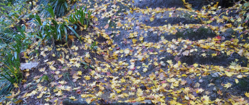 �C�`���E�̗t���΂̊K�i�𕢂��Ă��܂�