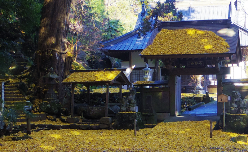 �������̖�