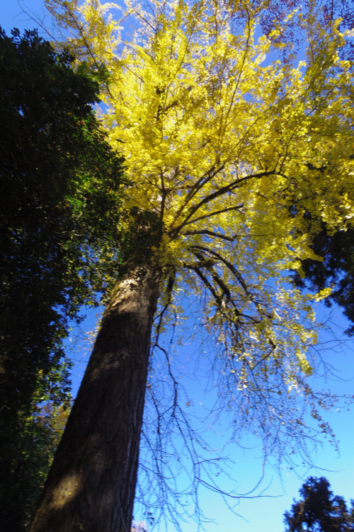 ���Ȃ���̖��؂P�O�O�I�u�������̃C�`���E�v