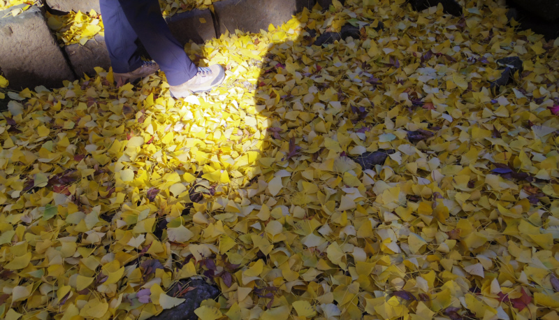 �n�ʂ����F�ɐ��߂�C�`���E