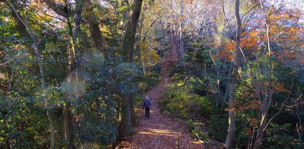 ���R�R���֐i�ށB