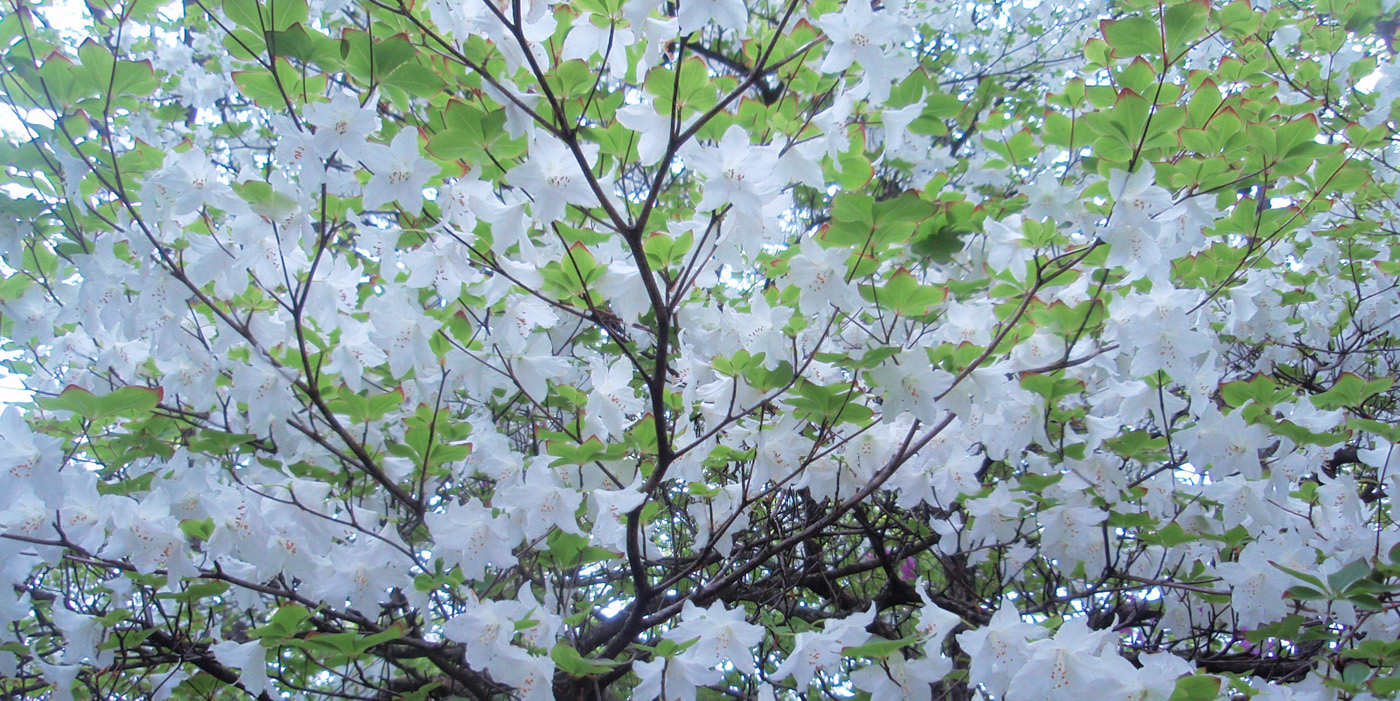 �w���ہ@�u�R���܂�0.8km�x���`�v��O�̃V�����V�I�A���J�@�@2011�N5��26��