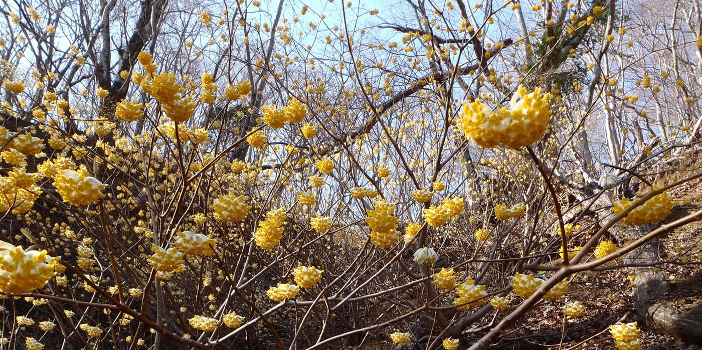 �w���ہ@�o�R���`�S�[����̏o���Ԃ̃~�c�}�^�Q���n