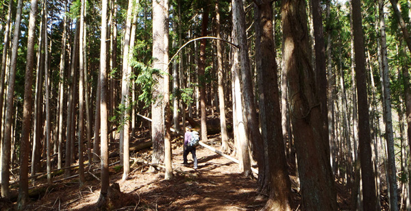 登山口からミツバ岳へ