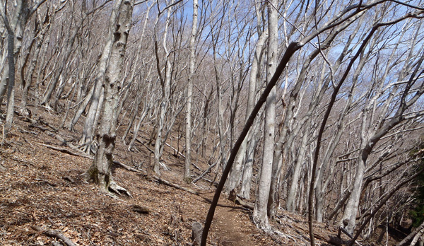 ミツバ岳登山道