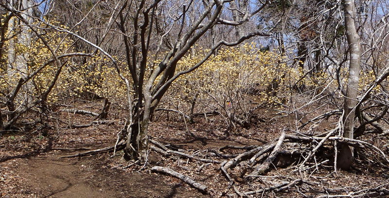 山頂付近で黄色で芳香のあるミツマタの花