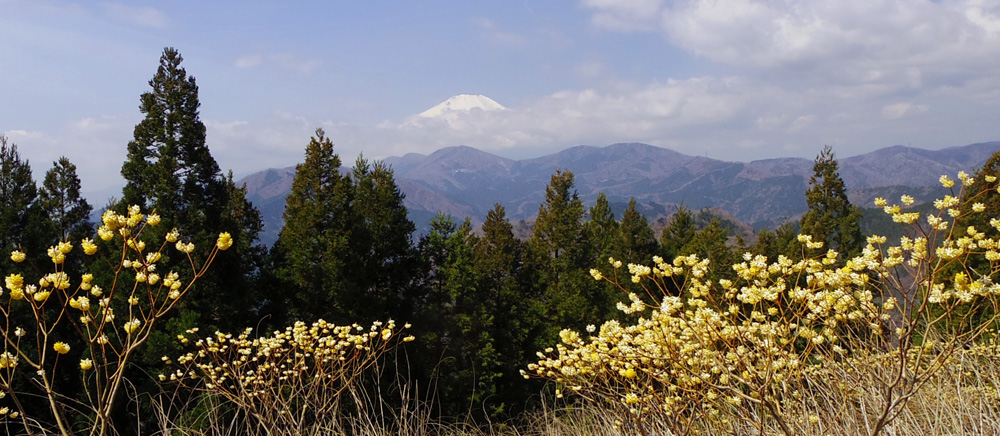 ミツバ岳山頂からの富士山とミツマタ