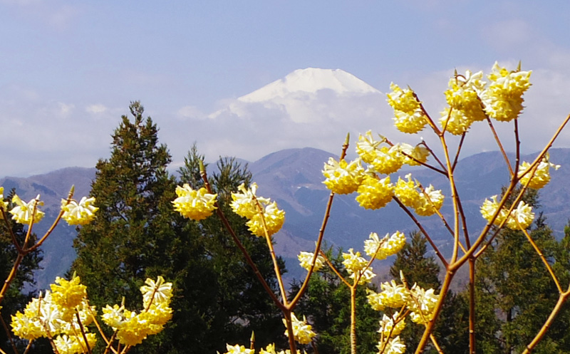 ミツバ岳山頂からの富士山とミツマタ