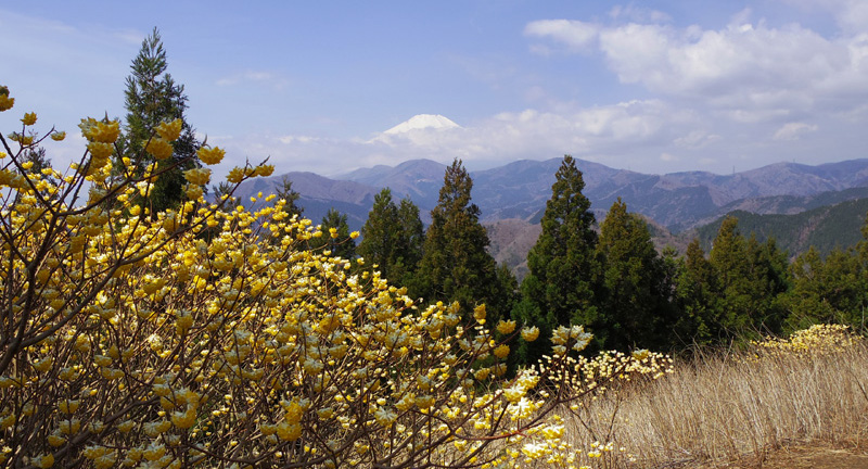 ミツバ岳山頂からの富士山とミツマタ