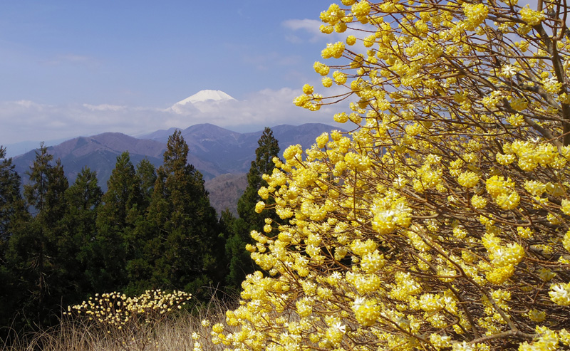 ミツバ岳山頂からの富士山とミツマタ