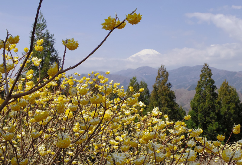 ミツバ岳山頂からの富士山とミツマタ