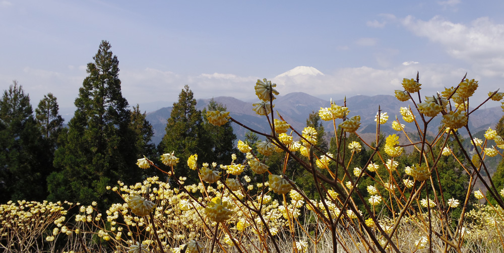 ミツバ岳山頂からの富士山とミツマタ