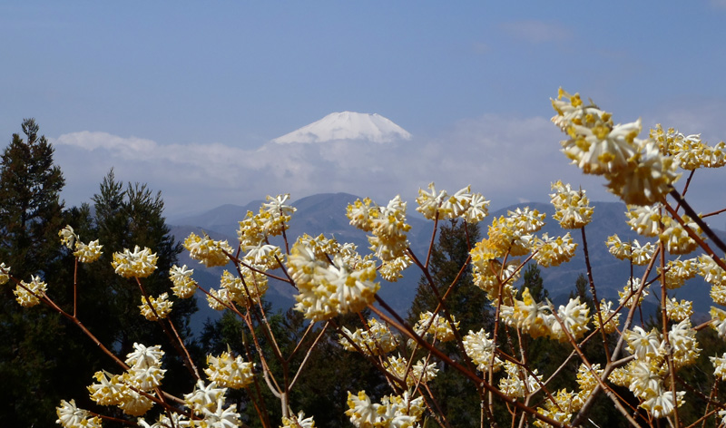ミツバ岳山頂からの富士山とミツマタ