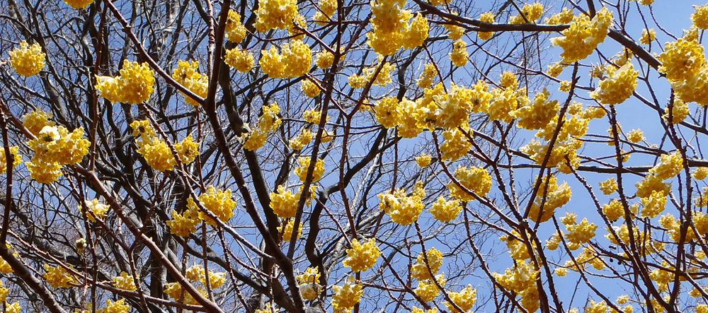 ミツバ岳山頂のミツマタ