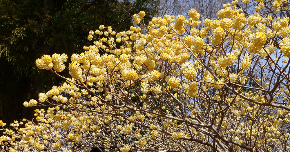 ミツバ岳山頂のミツマタ