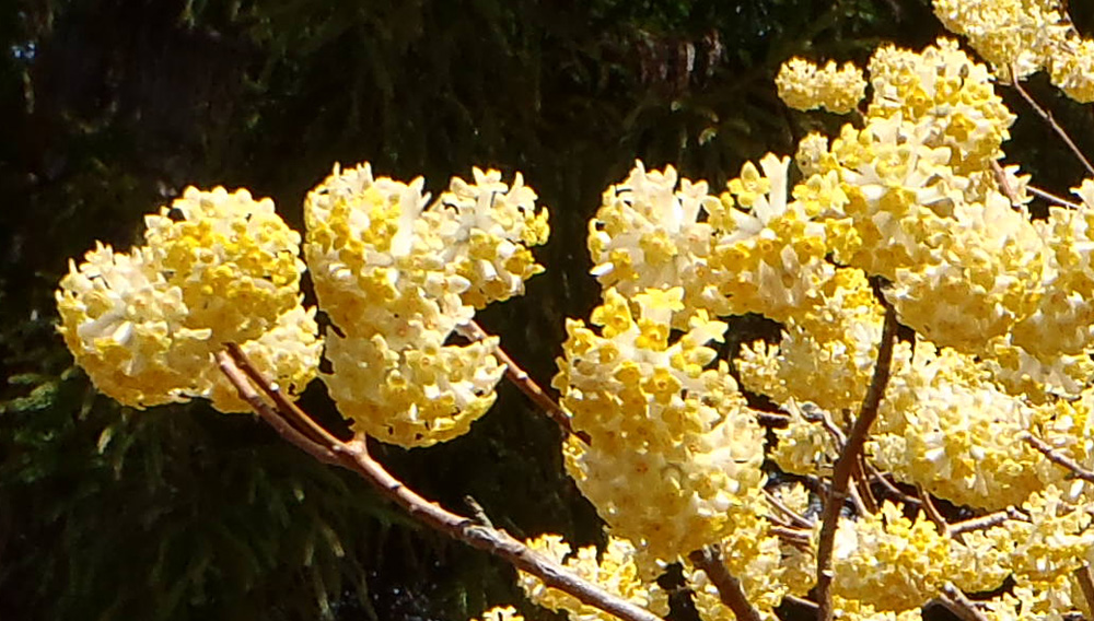 ミツバ岳山頂のミツマタ