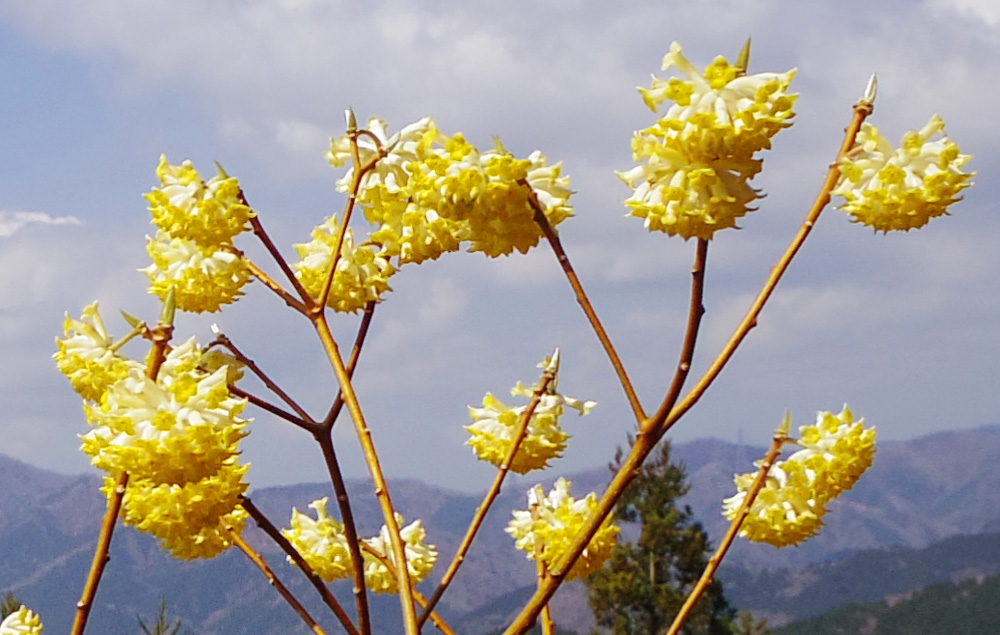 ミツバ岳山頂のミツマタ