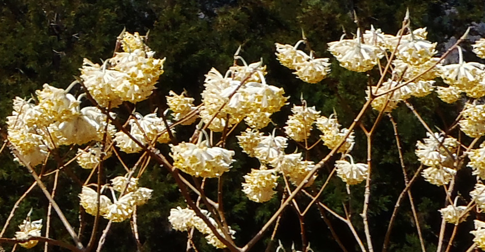 ミツバ岳山頂のミツマタ