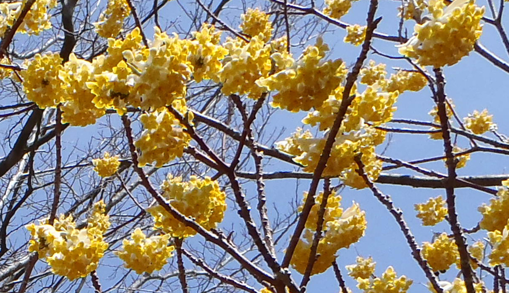 ミツバ岳山頂のミツマタ