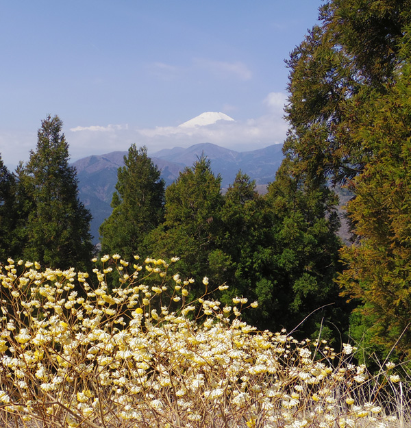 ミツバ岳山頂からの富士山とミツマタ