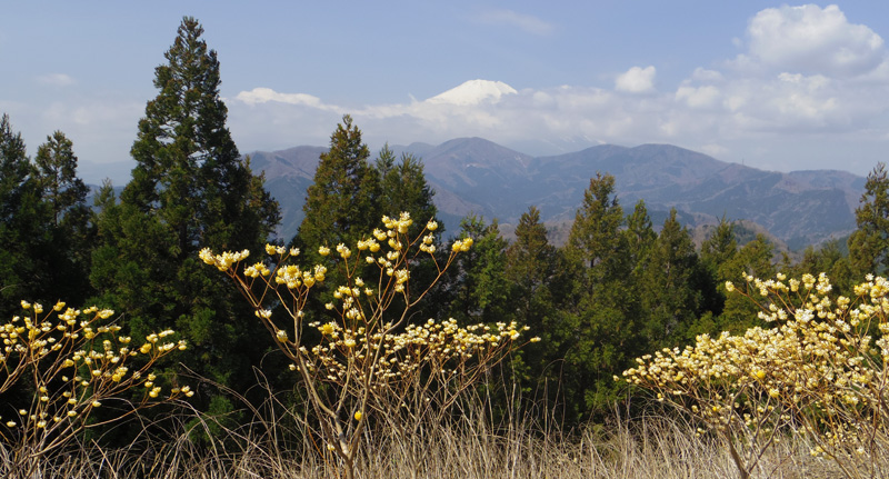 ミツバ岳山頂からの富士山とミツマタ