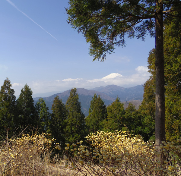 ミツバ岳山頂からの富士山とミツマタ