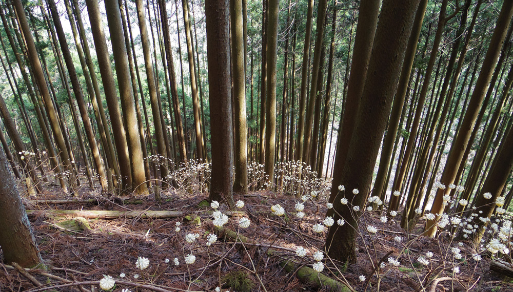 下を眺めると白色のミツマタ