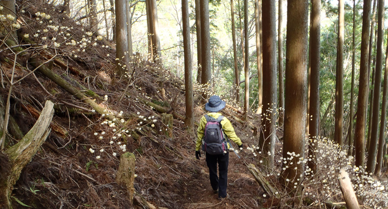 ミツマタに囲まれて下りていきます