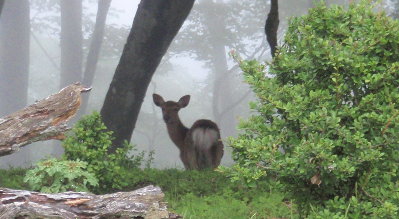 �犄�R���Ƃ��Ζ�