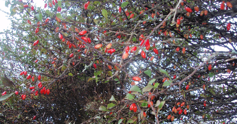 �犄�R���M�̎�