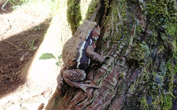 20cm�قǂ̑傫�Ȋ^