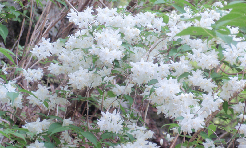 �犄�R�o�R�B�E�c�M