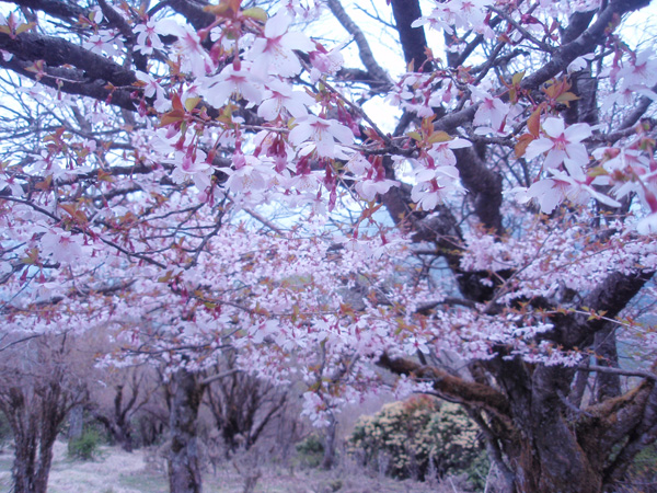 �}���T�N�����J