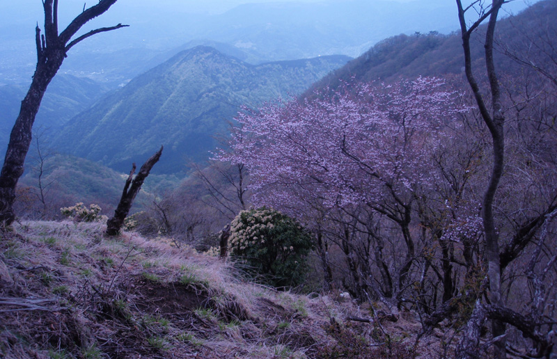 �犄�R�ł̔�������