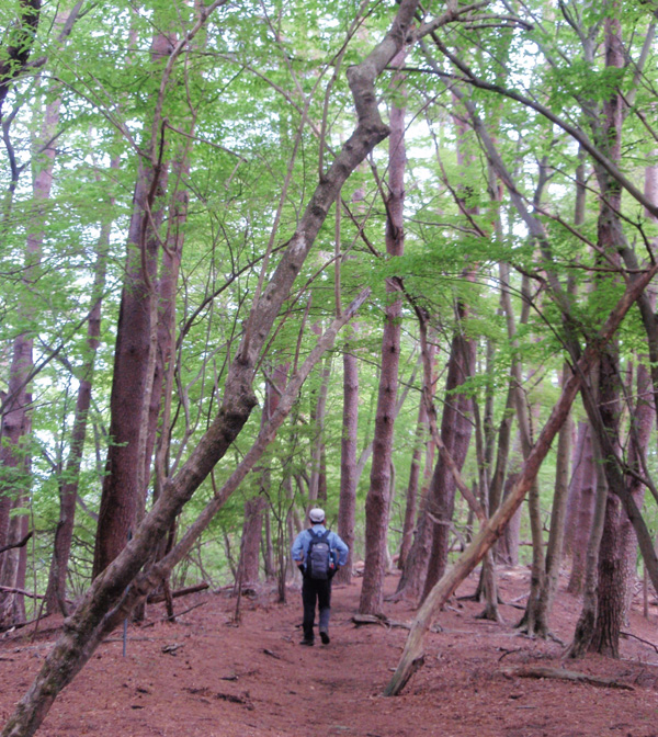 ���۔������򂩂�74��