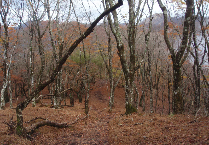 �犄�R�Ńu�i�т̔�������