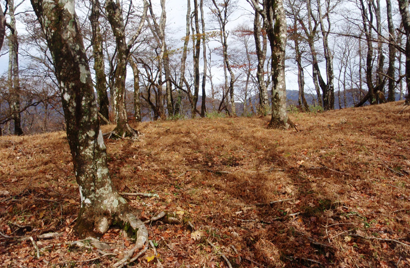 �犄�R�Ńu�i�т̔�������