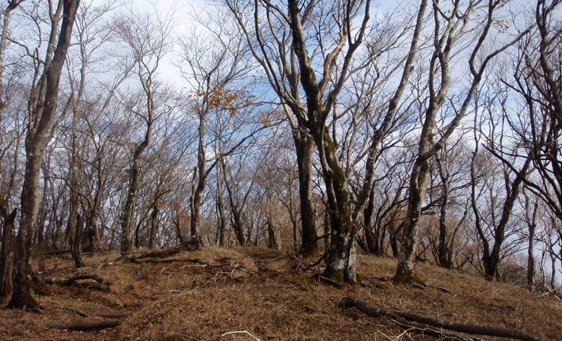 �犄�R�Ńu�i�т̔�������