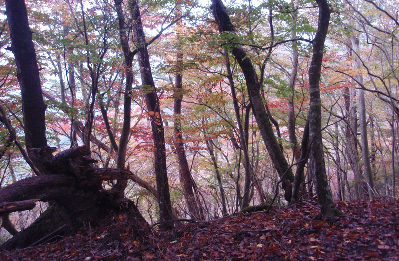 ���۔������򂩂�55��