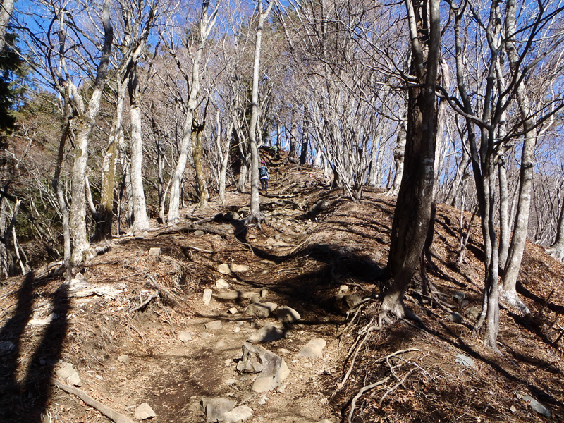 ����z����̋}��̓o�R��