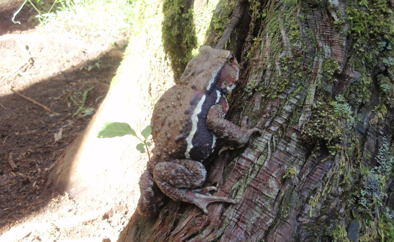 �M���I�Ƃ���20cm�قǂ̑傫�Ȋ^