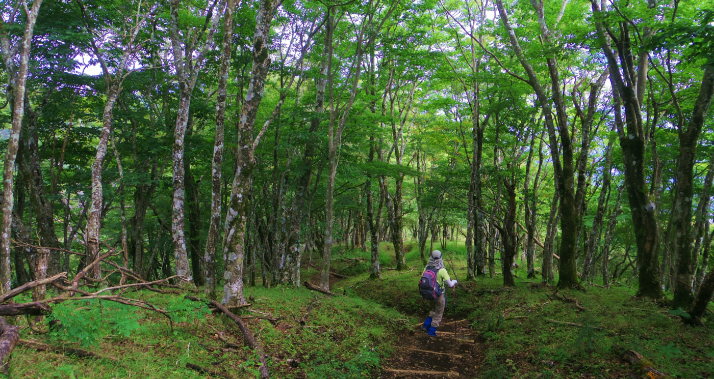 �犄�R���珬�ۂ�