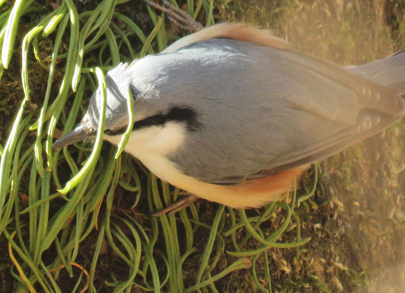 �犄�R�̃S�W���E�J��