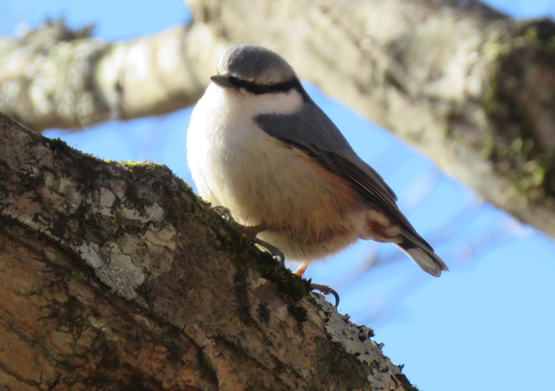 �犄�R�̃S�W���E�J��