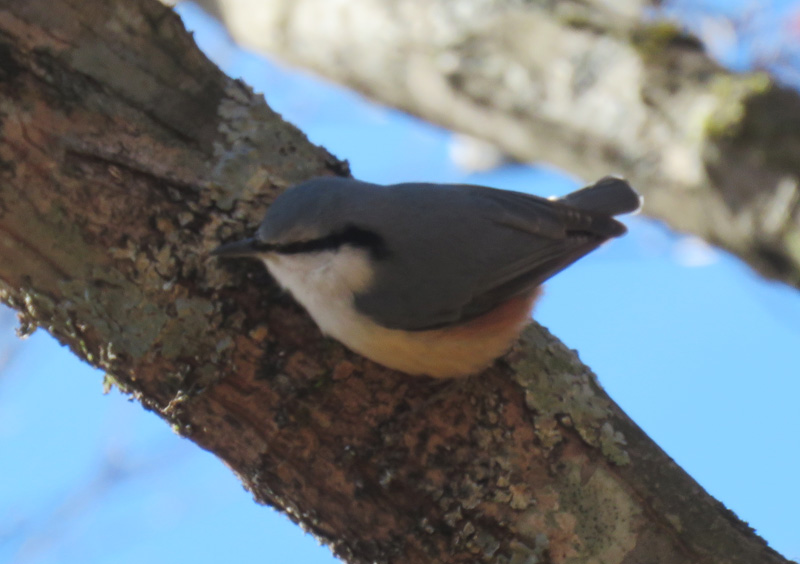 �犄�R�̃S�W���E�J��