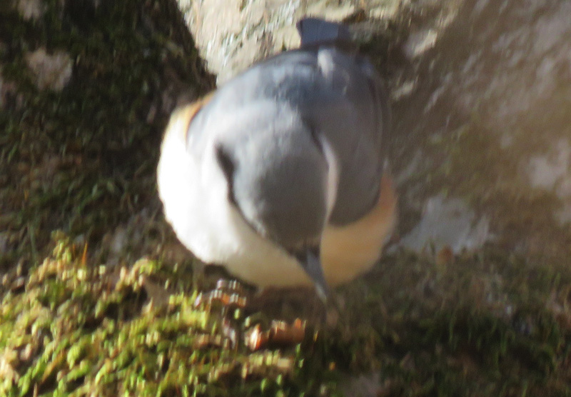 �犄�R�̃S�W���E�J��