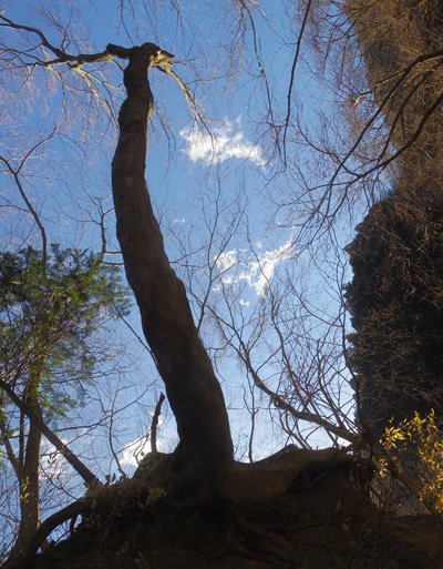 ����z�����҂̓V�ɐL�т���