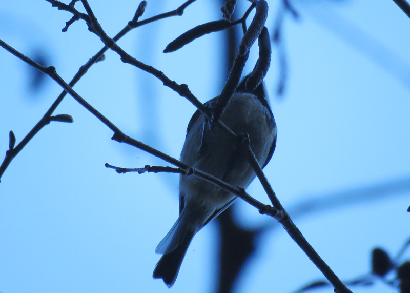 ����z�����҂̃q�K��