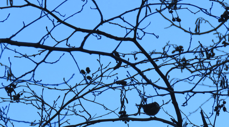 ����z�����҂̃q�K��